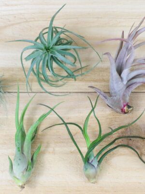 tillandsia air plant grab bag of small & medium tillandsia [6 pack]