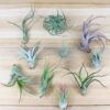 sale: 25% off 10 pack grab bag of medium and small tillandsia air plants