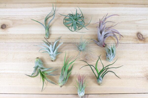 sale: 25% off 10 pack grab bag of medium and small tillandsia air plants
