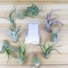 sale: 25% off grab bag of tillandsia air plants & fertilizer packet [10 pack]
