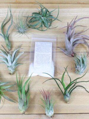 sale: 25% off grab bag of tillandsia air plants & fertilizer packet [10 pack]
