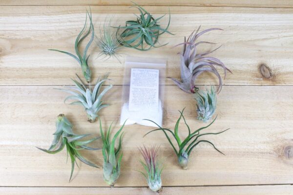 sale: 25% off grab bag of tillandsia air plants & fertilizer packet [10 pack]