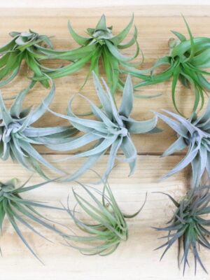 sale: 50% off inca collection of tillandsia air plants [9 or 18 pack]