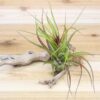 collector's choice collection of 10 specialty variety tillandsia
