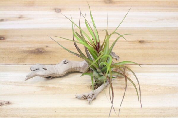 collector's choice collection of 10 specialty variety tillandsia