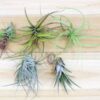 collector's choice collection of 10 specialty variety tillandsia
