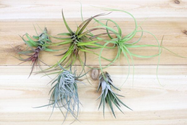 collector's choice collection of 10 specialty variety tillandsia