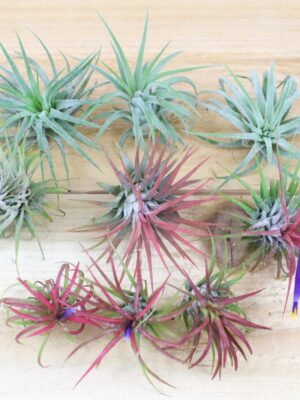 tillandsia ionantha air plants of central america [9 pack]