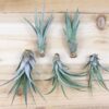 large tillandsia fasciculata tricolor 'golden torch' air plants / 6 9 inch plants [5 pack]