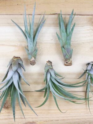 large tillandsia fasciculata tricolor 'golden torch' air plants / 6 9 inch plants [5 pack]
