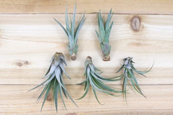 large tillandsia fasciculata tricolor 'golden torch' air plants / 6 9 inch plants [5 pack]