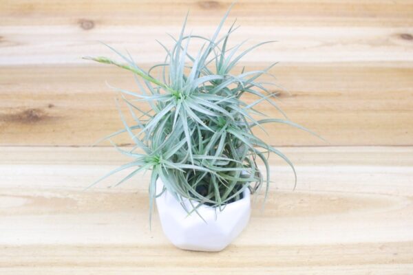 tillandsia palacea x tectorum 'sweet isabel' air plant clump [single plant]