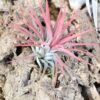 tillandsia ionantha mexican air plants [10 pack]