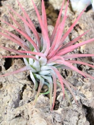 tillandsia ionantha mexican air plants [10 pack]