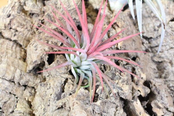 tillandsia ionantha mexican air plants [10 pack]