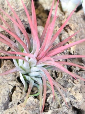 tillandsia ionantha mexican air plants [single plant]