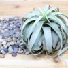 tillandsia xerographica multiple sizes