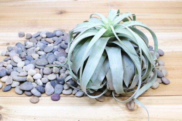 tillandsia xerographica multiple sizes