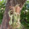 tillandsia curly slim mounted on natural cedar plank
