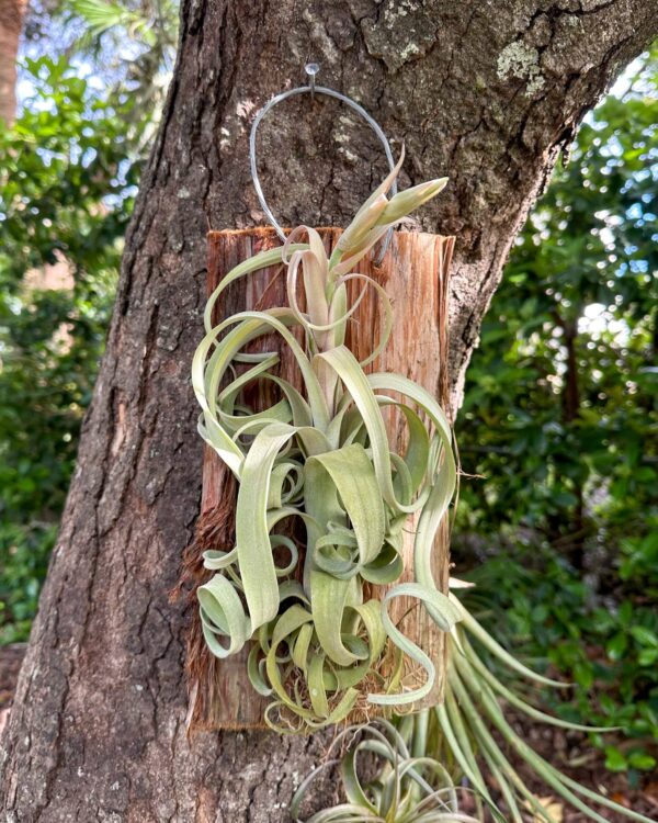tillandsia curly slim mounted on natural cedar plank
