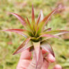 tillandsia abdita air plants [1, 3 or 5 pack]