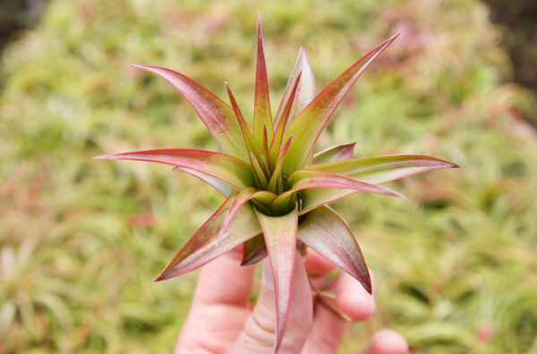tillandsia abdita air plants [1, 3 or 5 pack]
