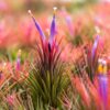 jumbo tillandsia ionantha guatemala 'macho' air plants [single plant]