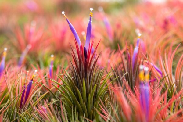 jumbo tillandsia ionantha guatemala 'macho' air plants [single plant]