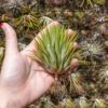 jumbo tillandsia ionantha guatemala 'macho' air plants [single plant]