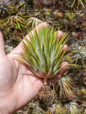 jumbo tillandsia ionantha guatemala 'macho' air plants [single plant]