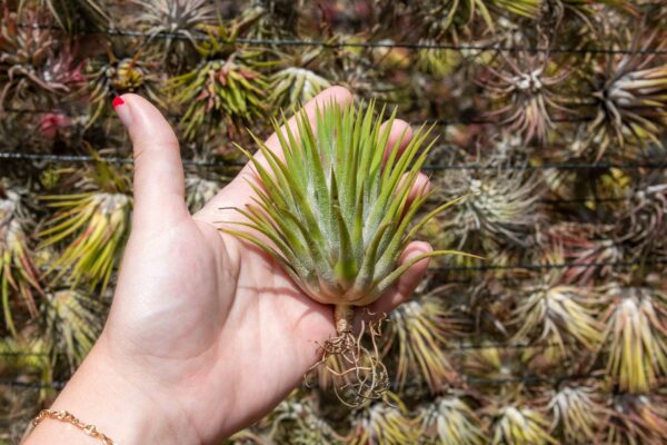 jumbo tillandsia ionantha guatemala 'macho' air plants [single plant]