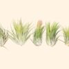 tillandsia scaposa 'kolbii' air plants [5 pack]
