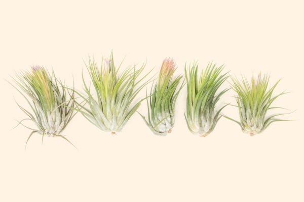 tillandsia scaposa 'kolbii' air plants [5 pack]