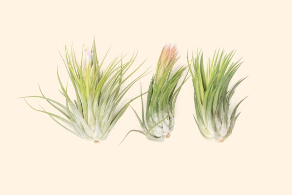 tillandsia scaposa 'kolbii' air plants [5 pack]