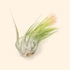 tillandsia scaposa 'kolbii' air plants [5 pack]