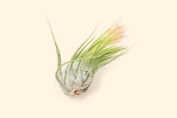 tillandsia scaposa 'kolbii' air plants [5 pack]