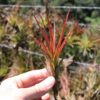 sale: 30% off tillandsia melanocrater tricolor air plants [5, 10, or 15 pack]