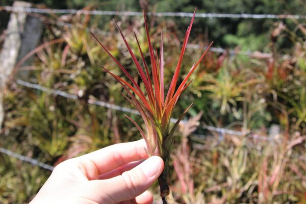 sale: 30% off tillandsia melanocrater tricolor air plants [5, 10, or 15 pack]