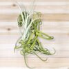 unique tillandsia duratii air plants thick, curly leaves limited quantities [multiple sizes]