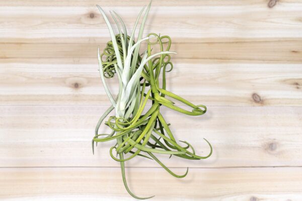 unique tillandsia duratii air plants thick, curly leaves limited quantities [multiple sizes]