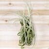 unique tillandsia duratii air plants thick, curly leaves limited quantities [multiple sizes]