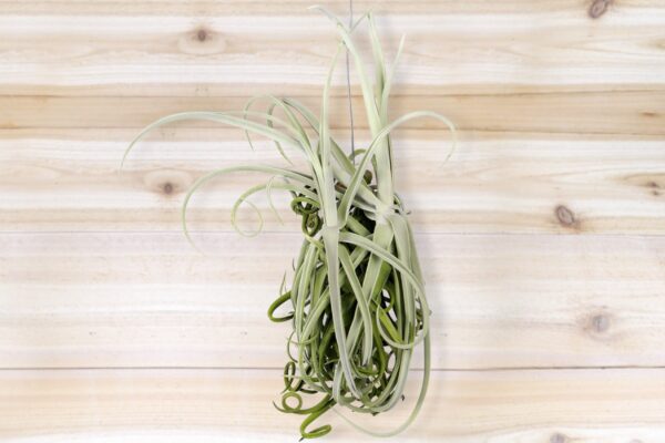 unique tillandsia duratii air plants thick, curly leaves limited quantities [multiple sizes]