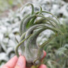 tillandsia seleriana air plants [single plant]