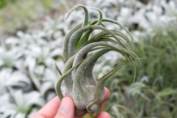 tillandsia seleriana air plants [single plant]
