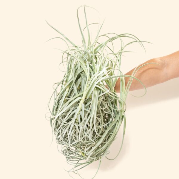 unique tillandsia duratii air plants thick, curly leaves limited quantities [multiple sizes]