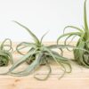 tillandsia streptophylla pure air plants collector's variety [single plant]