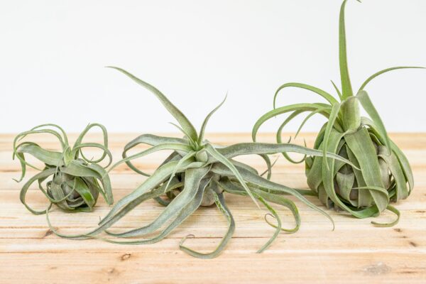 tillandsia streptophylla pure air plants collector's variety [single plant]