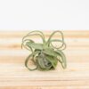 tillandsia streptophylla pure air plants collector's variety [single plant]
