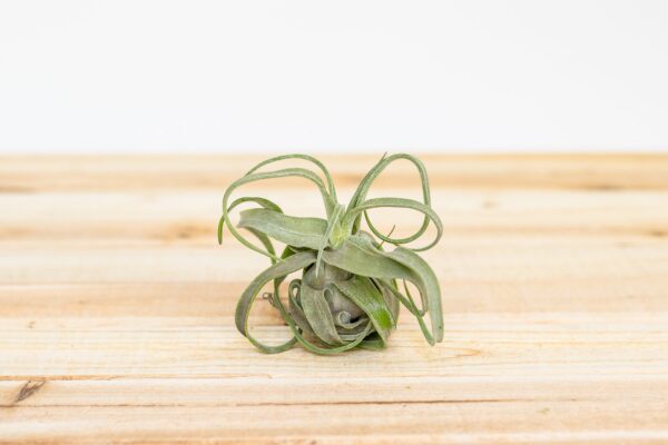 tillandsia streptophylla pure air plants collector's variety [single plant]