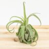 tillandsia streptophylla pure air plants collector's variety [single plant]